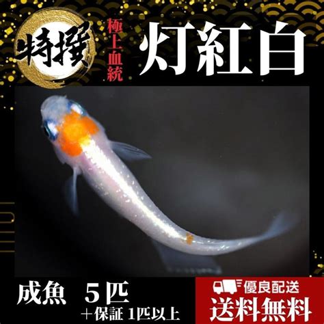 紅白鯉魚|紅白（こうはく）